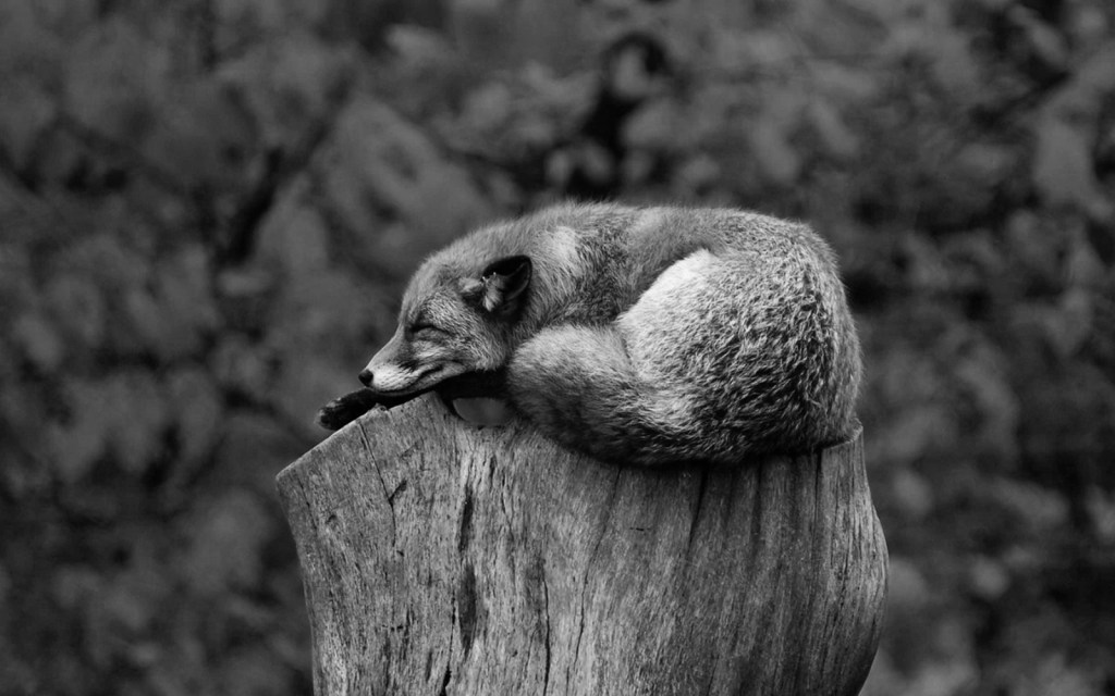 Un asunto del&nbsp;diablo